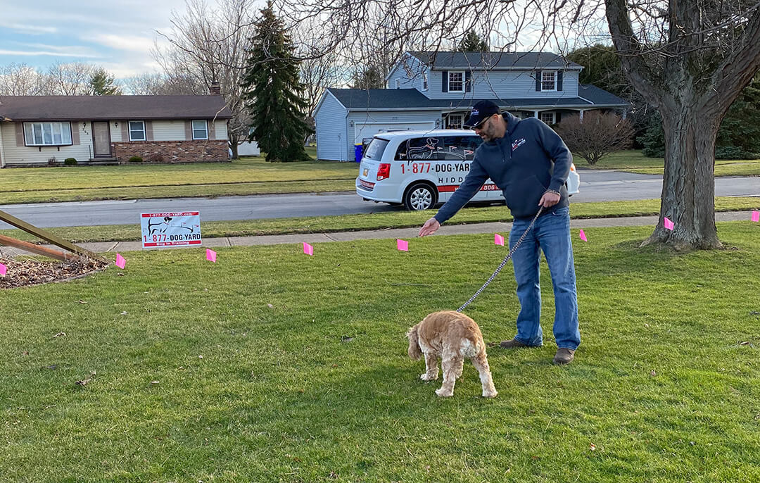 Hidden Dog Fence Training