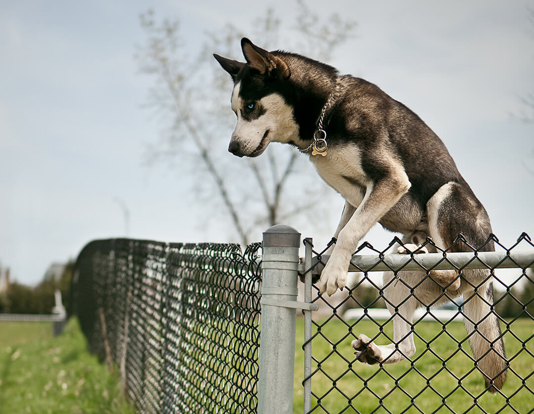 do underground dog fences work under snow