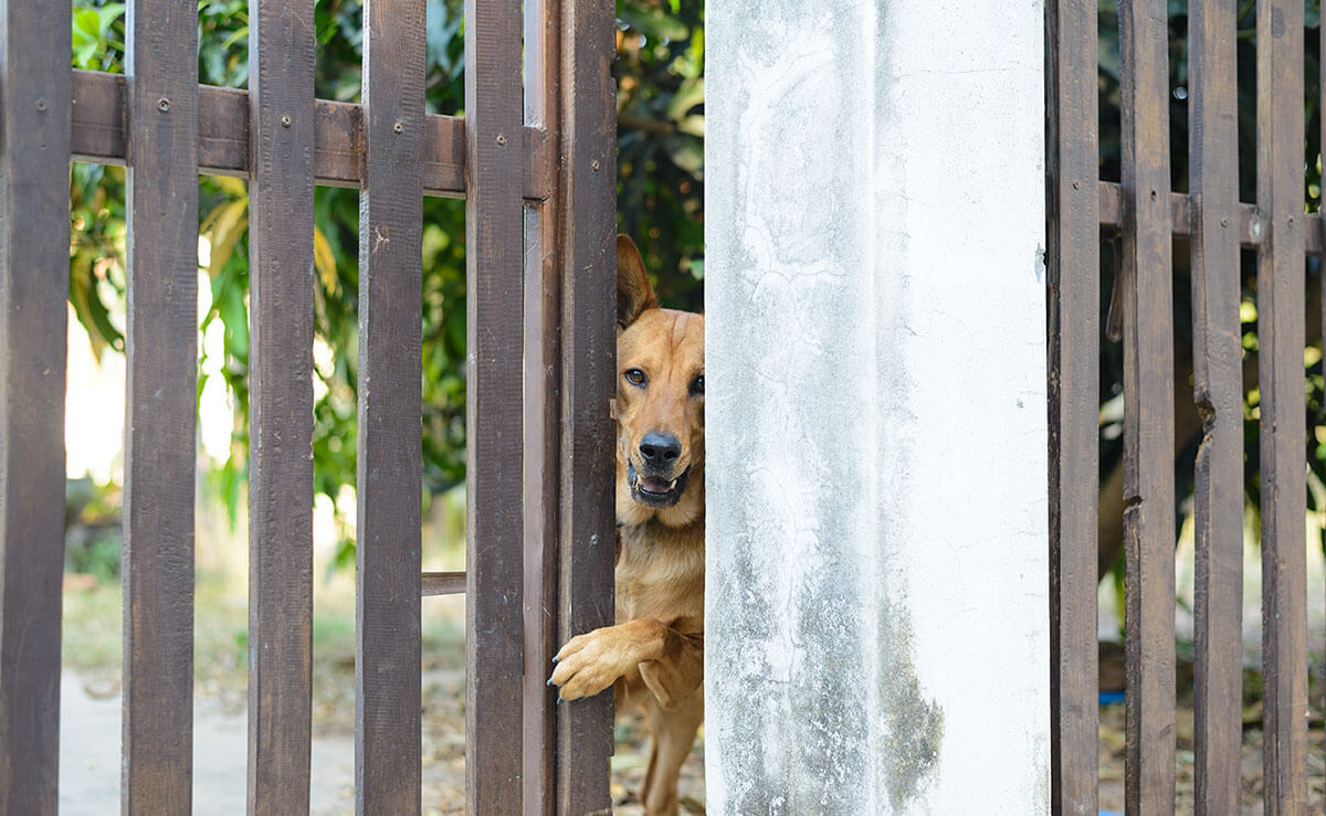 can dogs run through an invisible fence