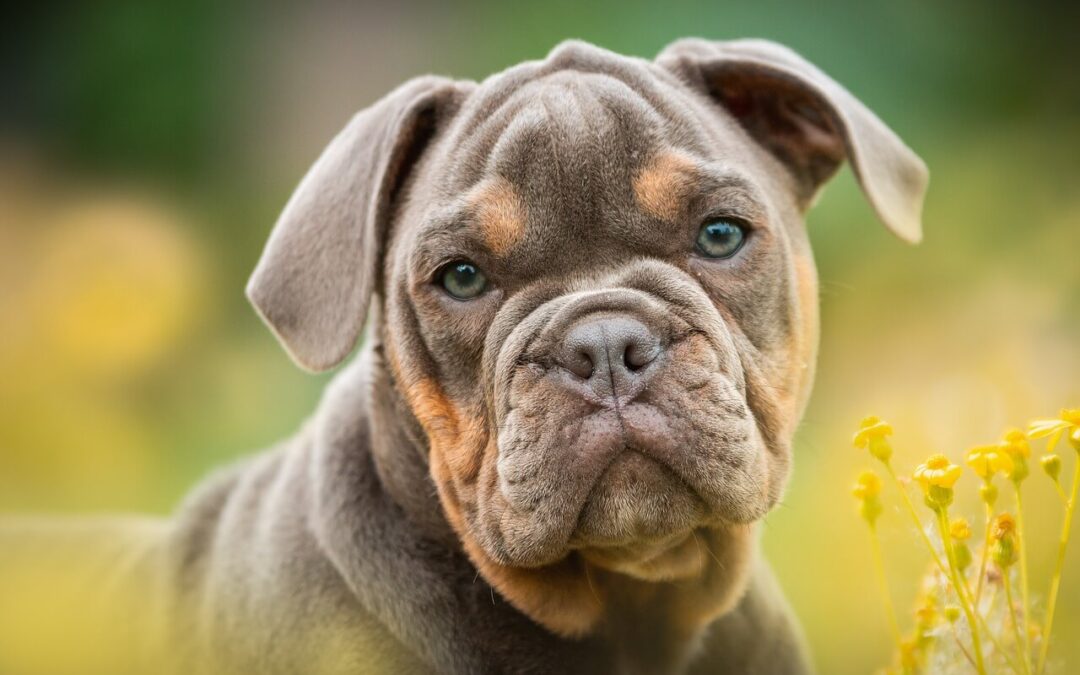 Puppy Season