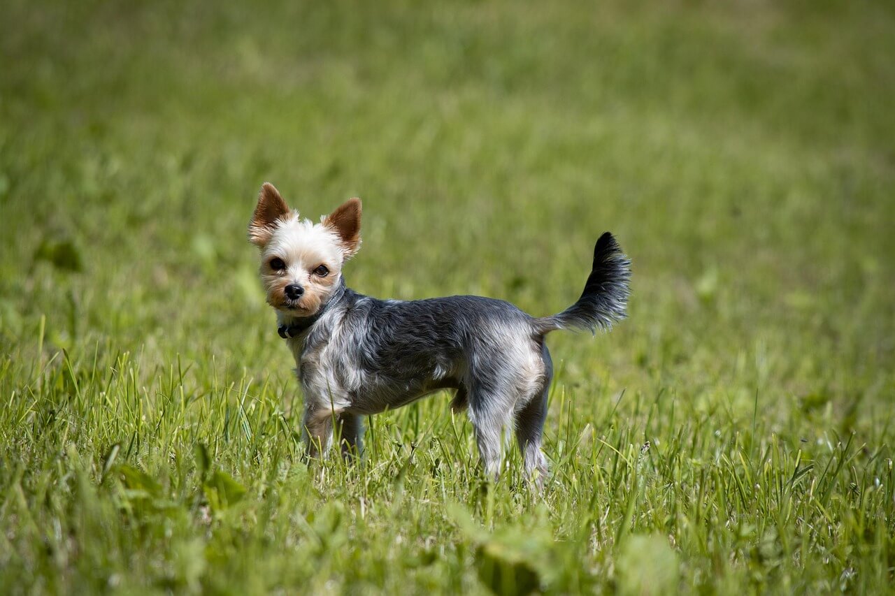yorkie-5289977_1280 (1)